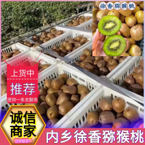 徐香猕猴桃大量上市品质保证量大从优基地直发欢迎