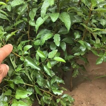 杜梨树苗可嫁接各种梨树苗盆栽地栽南方北方