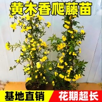 黄木香花苗爬藤植物庭院花卉盆栽木香树苗无刺蔷薇