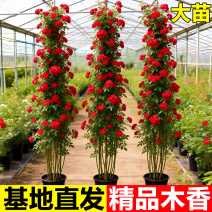 红木香爬藤植物四季开花卉大苗甜蜜黄白木香蔷薇庭院阳台盆栽