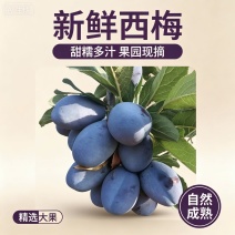 【精品】甘肃西梅法兰西梅基地直发量大优惠对接全国电商