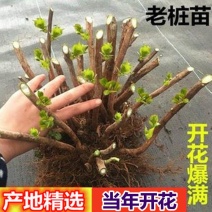 绣球花苗大花老桩大苗四季种植阳台无尽夏庭院耐寒树苗盆栽植
