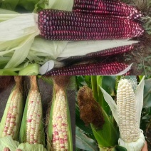 吕梁文水糯玉米黑糯玉米白糯玉米花糯玉米基地一手货源