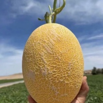 金色年华哈密瓜🍈几十万斤可对接全国电商市场等