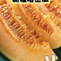 金色年华新疆哈密瓜产地直发量大从优可对接全国电商市场
