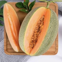 哈密瓜🍈晓蜜25哈密瓜好吃不贵产地直发品质保障先到先得