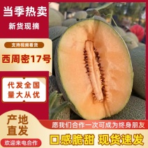 【热卖推荐】精品西州蜜17号哈密瓜西洲蜜瓜可对接电商