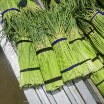 河南蒜薹精品红帽蒜薹产地直发全国供应可视频看货