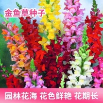 金鱼草种子混色龙头花多年生植物耐寒阳台盆栽庭院四季播花卉