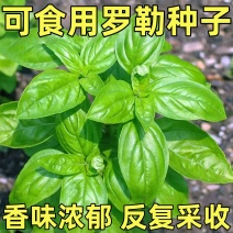 罗勒种孑九层塔大叶甜罗勒兰香金不换种籽四季播种蔬
