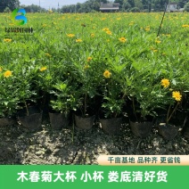 成都木春菊基地供应大杯小杯木春菊娄底清好货