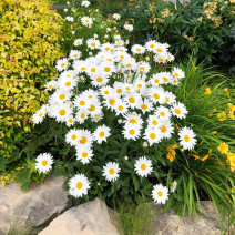 大滨菊种子多季种植开花易活室外阳台庭院盆栽花海花卉
