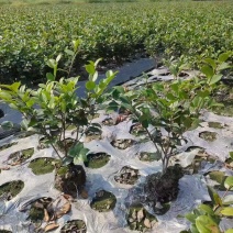 茶梅基地供应各类茶梅小苗毛球