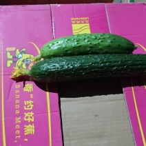辽宁新民旱黄瓜鲜嫩翠绿条形好塑料筐泡沫箱纸箱都能提供按需分拣