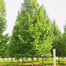 山西太原市法桐树基地欢迎您