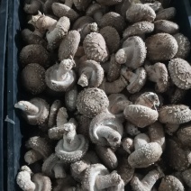 808香菇鲜香菇：3.8-5公分精选中菇4.2元/斤，5