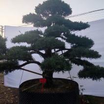 造型罗汉松地径10-15公分2000-3500元/棵；1