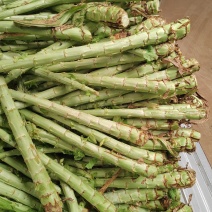 鲜贡菜长度60cm,粗5公分,带根