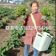佛手瓜尖（龙须菜）通货30cm以下，精品25cm以下