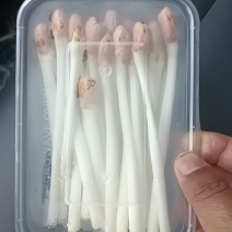 花生芽长度15cm左右