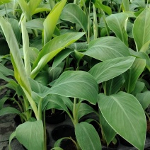 香蕉苗桂蕉一号/金粉一号粉蕉/西贡蕉