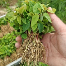 乌桕苗芽苗