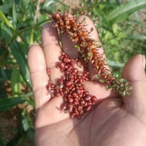 草血竭种子鲜果