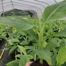 威廉斯香蕉苗2.8元/株，包邮