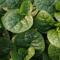 木耳菜