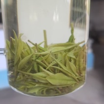 安吉白茶