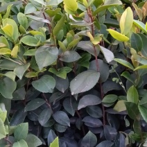 油茶苗