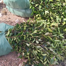 油茶苗