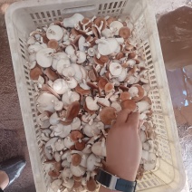 鲜香菇精品-云南高山野生培育小香菌