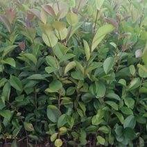 油茶苗杯苗30-60公分