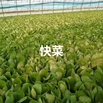 快菜小框24斤，大框30斤