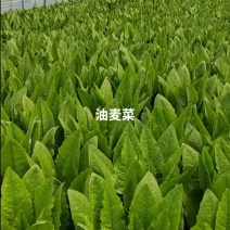 油麦菜小框24斤，大框30斤