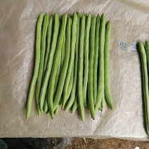 金豆红花小金豆，精品，施肥农药少，产品翠绿
