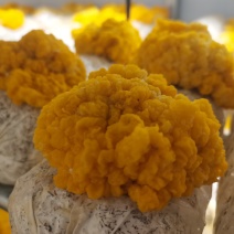 金耳菌鲜货