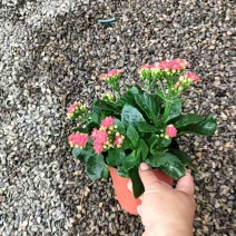 长寿花130口径盆