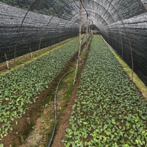 金果榄苗20-30公分以上，一年苗到三年苗都有