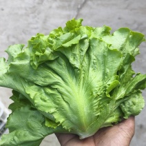 生菜