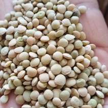 小扁豆加工净粮