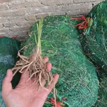 黄花菜苗800-1000株/袋