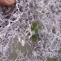 藤茶袋装（也可散装）
