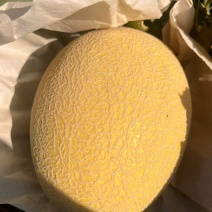 哈密瓜金色年华品种，纸箱包装