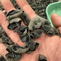 黑木耳通货/木耳丝