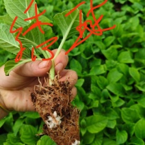 八仙花种苗小苗