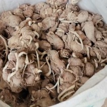姜种一级