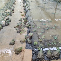 牛蛙4-8两湖南湘西无抗一年蛙肉质紧实