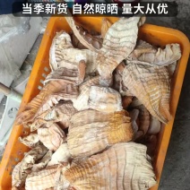 笋干全干货，两寸到六寸长